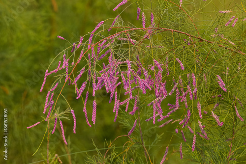 pink flowers in the grass