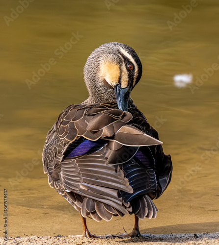 Duck preening