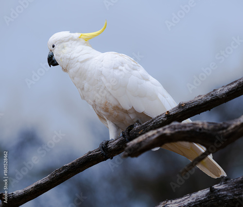 Cockatoo on a branch