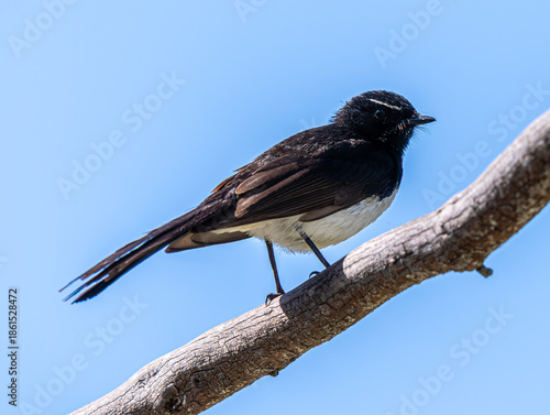 Wagtail on a branch