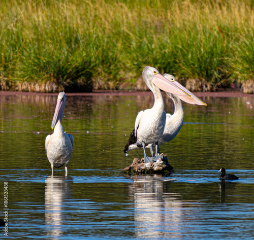 three pelicans