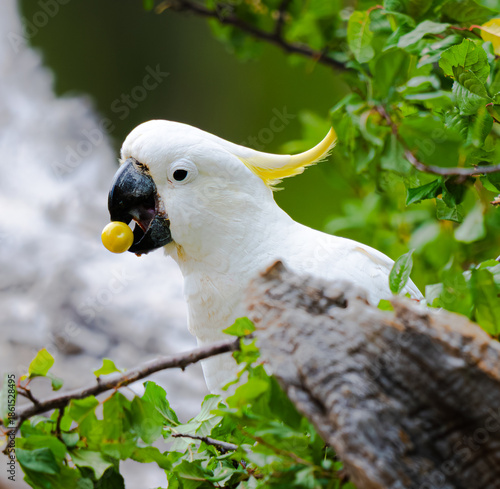 Cockatoo eating fruit