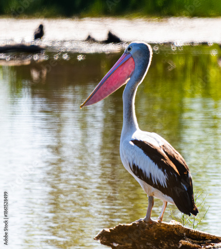 Pelican on a rock