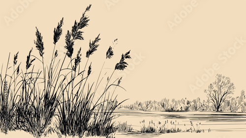 Detailed Sketch of Reeds by River Vector with Isolated Outline