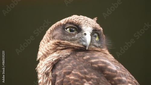 Rufous Owl (Ninox rufa) or rufous boobook in Queensland, Australia, slow motion, 25percent natural speed.
