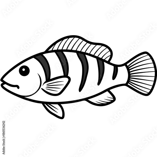 Minimal Ballan Wrasse Vector on White