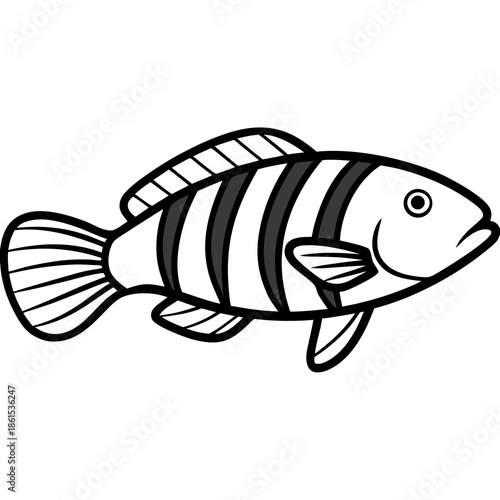 Minimal Ballan Wrasse Vector on White