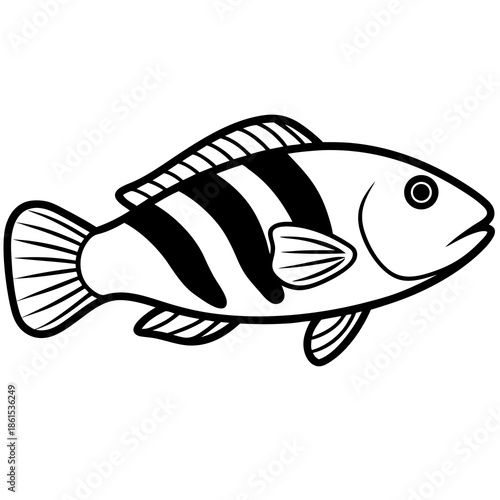 Minimal Ballan Wrasse Vector on White