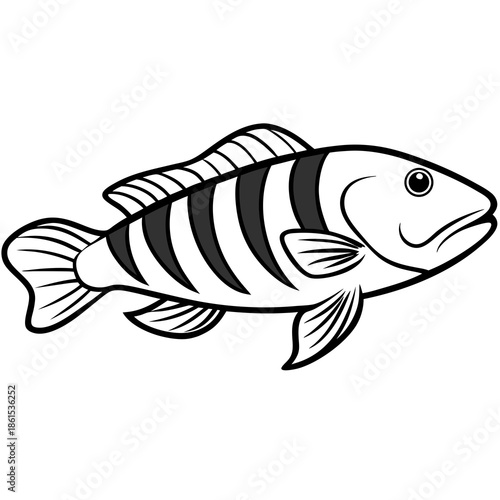 Minimal Ballan Wrasse Vector on White