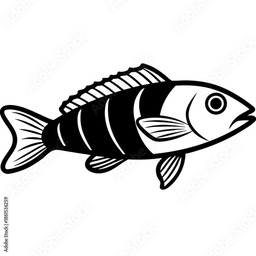 Minimal Ballan Wrasse Vector on White
