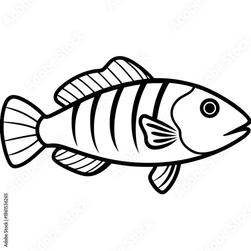 Minimal Ballan Wrasse Vector on White
