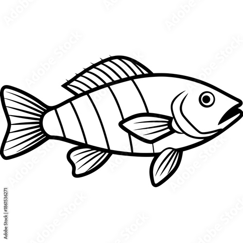 Minimal Ballan Wrasse Vector on White