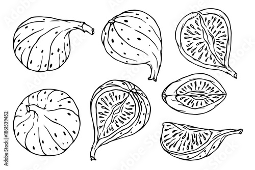 Collection of fig fruit sketches and fruit pieces. Vector graphics.