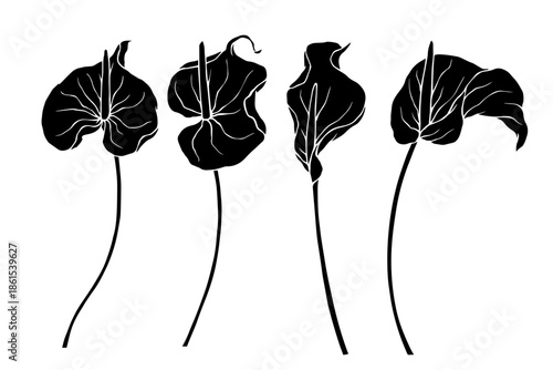 Set of botanical silhouettes of tropical calla lilies. Vector graphics.
