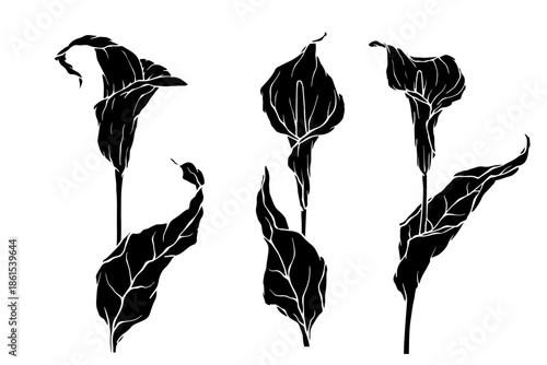 Set of botanical silhouettes of tropical calla lilies. Vector graphics.