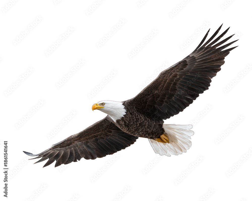 Obraz premium Bald Eagle Flying With Wings Spread | Freedom Symbol