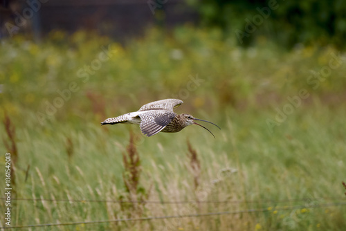curlew in flight