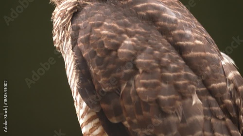 Rufous Owl (Ninox rufa) or rufous boobook in Queensland, Australia, pan down in slow motion, 25 percent natural speed.