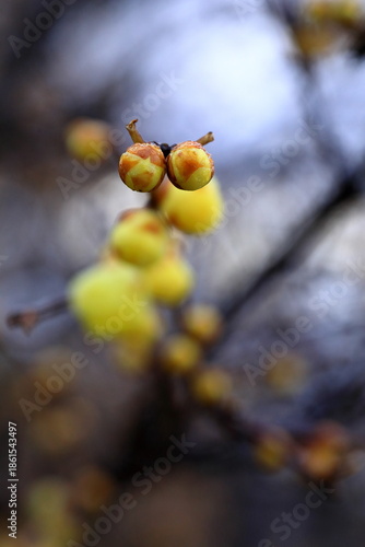 日本の初春の花、ロウバイ	