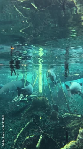 Colorful Marine Scene Featuring Bustling Fish In Natural Habitat