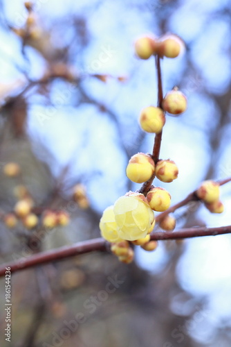 日本の初春の花、ロウバイ	
