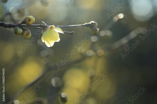 日本の初春の花、ロウバイ	