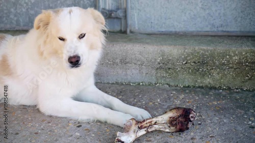 White dog chewing large bone outdoors on concrete surface