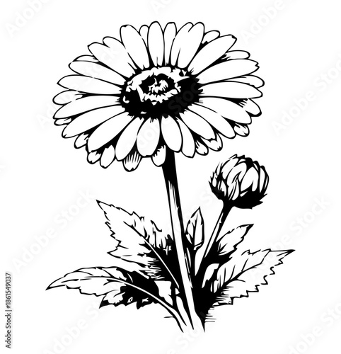 Black and White Daisy Illustration with Bud, Stem and Serrated Leaves