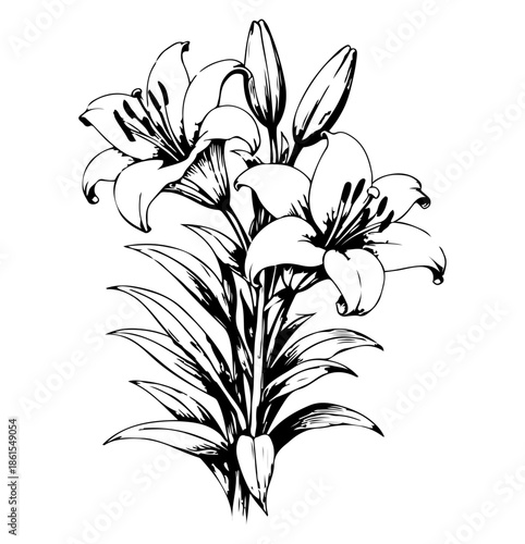 Black and White Lily Illustration with Buds, Leaves and Blooming Flowers