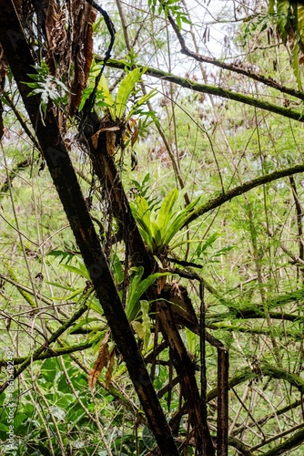 Vertical Wilderness of Makatea