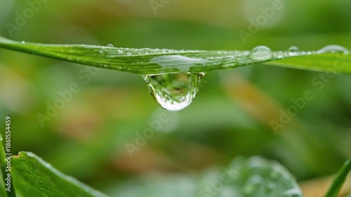 Close up of a water droplet on green leaf