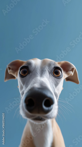 A close-up portrait of a dog with alert eyes and upright ears against a neutral background.
