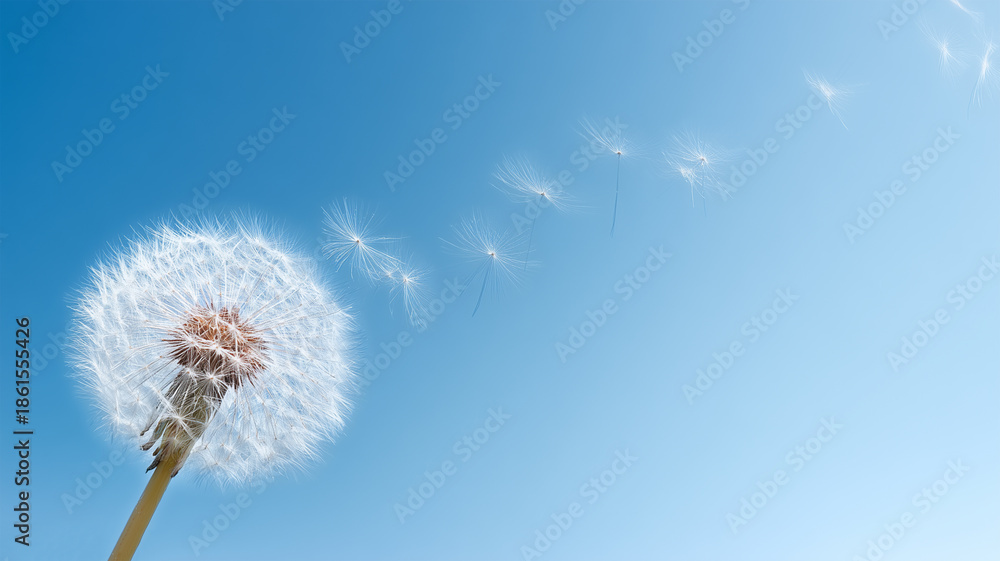 Obraz premium 左下に小さく配置した綿毛と巨大な右余白で企業メッセージ向けの一枚