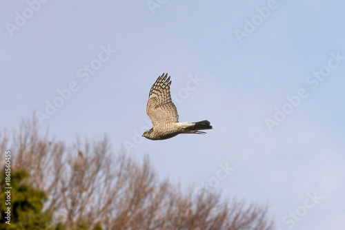 飛翔するハイタカ