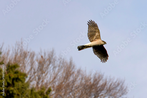 飛翔するハイタカ