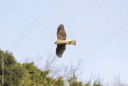 飛翔するハイタカ