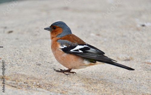 Colorful chaffinch or finch bird in New Zealand