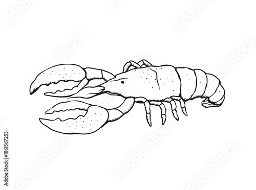 Vector illustration of a lobster