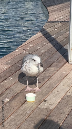 Seagull Dips Its Beak Into Water Inside Paper Cup On Old Dock Edge