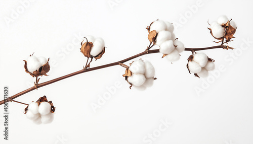 White fluffy cotton plant branch with bolls and seed pods against a plain white background, representing natural organic fiber production for textiles