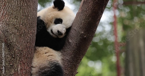 Giant panda sleeping on a tree 