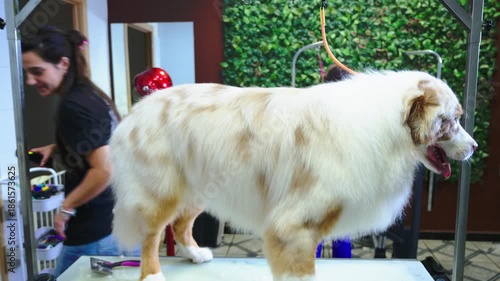 Professional groomer drying and styling a large dog's fur