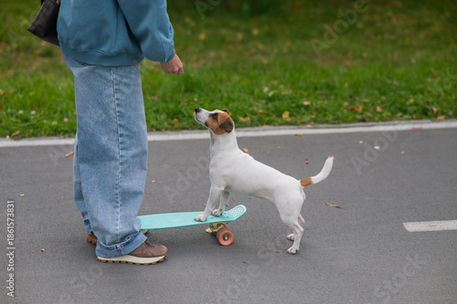 A Jack Russell Terrier rides a penny board in an autumn park.