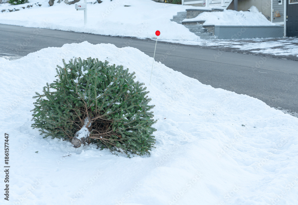Fototapeta premium Christmas tree discard out for trash pick up after holiday