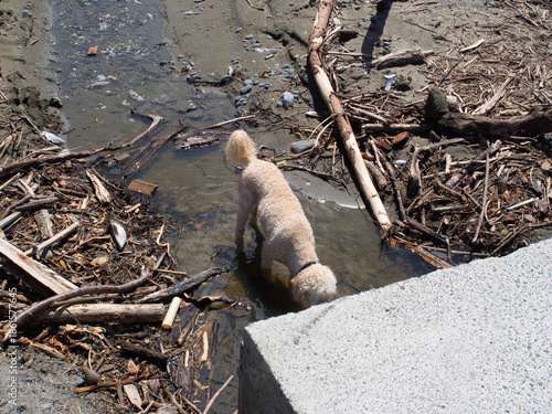 Dog drinking from stream on sandy driftwood beach