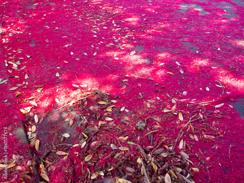 Fallen red Pohutukawa flowers covering the pavement