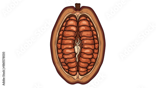 Detailed cross-section illustration of a cacao fruit pod revealing raw cocoa beans inside. Botanical drawing for chocolate production.