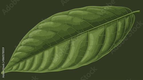Detailed Green Leaf Illustration. Botanical vector art of a single fresh plant leaf with prominent veins on a dark green background.