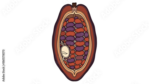 Cacao Pod Cross-Section Illustration with Cocoa Beans