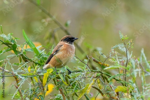 のんびりくつろぐかわいいノビタキ オス